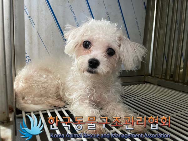 한국동물구조관리협회_441406202401455